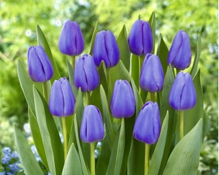 Tulipan niebieski - Blue - GIGA paczka! - 250 szt.