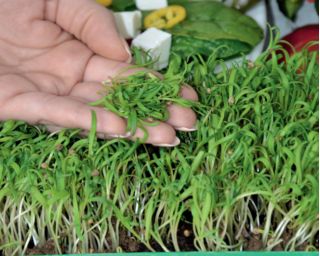 Microgreens - Szpinak - młode listki o unikalnym smaku - 800 nasion