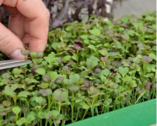 Microgreens – Kapusta mizuna - młode listki o unikalnym smaku - 1000 nasion