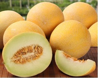 Melon Masada - jedna z najsmaczniejszych odmian na rynku - 10 nasion