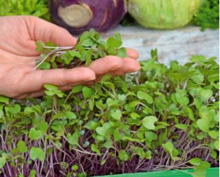 Microgreens - Kalarepa - młode listki o unikalnym smaku - 1040 nasion