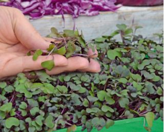 Microgreens - Kapusta głowiasta czerwona - młode listki o unikalnym smaku - 1080 nasion