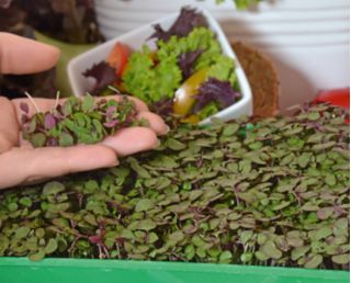Microgreens - Pachnotka zwyczajna fioletowa - młode listki o unikalnym smaku - 3000 nasion