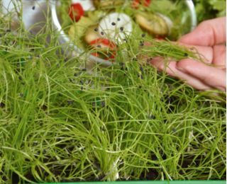 Microgreens - Green power - źródło zdrowia i sił witalnych w Twoim domu - zestaw 27 szt. + pojemnik do uprawy