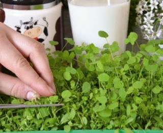 Microgreens - Bomba witaminowa - nasiona na dobre zdrowie - zestaw 10 szt. + pojemnik do uprawy