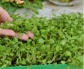 Microgreens – Rokietta siewna - młode listki o unikalnym smaku - 620 nasion