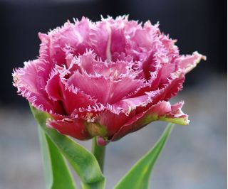 Tulipan fryzowany, strzępiasty Mascotte - 5 cebulek