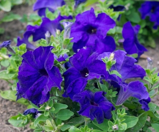 Petunia ogrodowa - Kaskada niebieska - Superkaskadia - 12 nasiona