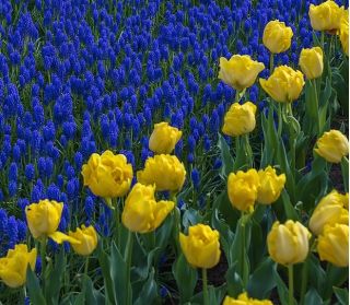 Zestaw - tulipan żółty i szafirek niebieski - 50 szt.