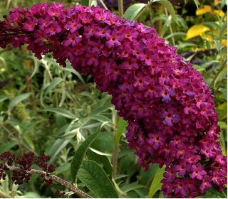 Budleja Dawida purpurowa Royal Red - Krzew motyli - sadzonka w pojemniku C2