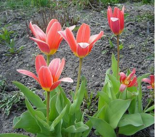 Tulipan Fashion - 5 cebulek