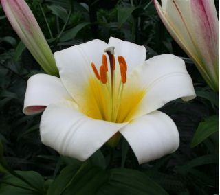 Lilia trąbkowa - White Planet - cebula XL