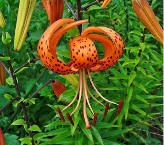 Lilia tygrysia Tigrinum - 1 cebula