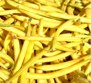 Fasola szparagowa karłowa żółta Złota Saxa - 500 gram - 2000 nasion