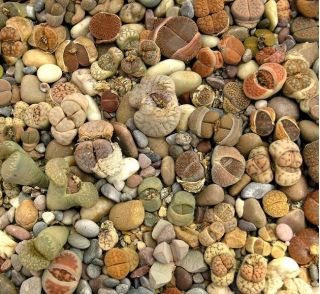 Żywe kamienie - Litopsy - 20 nasion