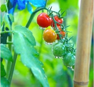 Pomidor Koralik - 160 nasion