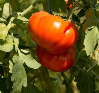 Pomidor Buffalosteak F1 - gruntowy i pod osłony, wysoki - 10 nasion