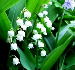 Konwalia majowa o kwiatach białych - 1 kłącze