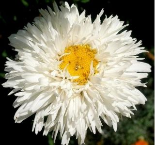 Złocień o kwiatach półpełnych Crazy Daisy - 160 nasion