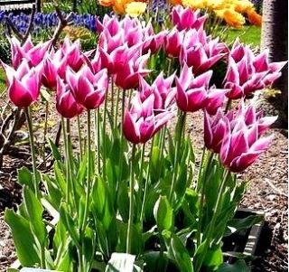 Tulipan liliokształtny Claudia - 5 cebulek