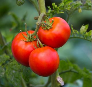 Pomidor Julia F1 - szklarniowy i pod osłony