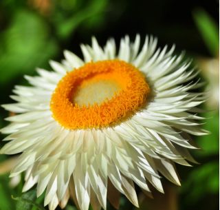 Kocanka, Nieśmiertelnik - o kwiatach białych - 1250 nasion