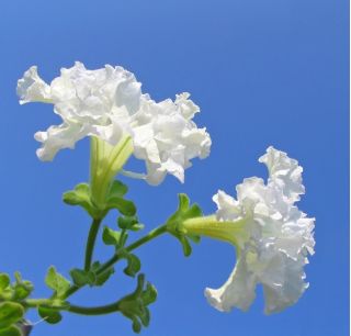 Petunia o kwiatach strzępiastych - biała - 80 nasion