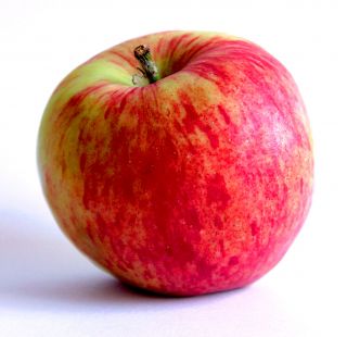 Jabłoń Piros - sadzonka w balocie - XXL
