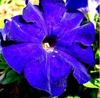 Petunia wielkokwiatowa niebieska - 80 nasion