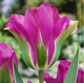 Tulipan Violet Bird - opak. 5 szt.