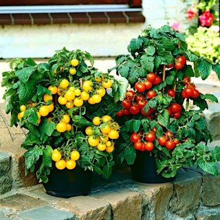 Pomidor doniczkowy zwisający - Żółty i czerwony - 8 nasion