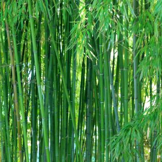Bambus mrozoodporny