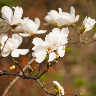 Magnolia Loebnera Merrill - sadzonka w pojemniku C1