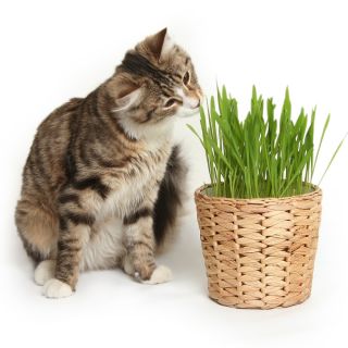 Trawa dla kotów – pokarm ułatwiający trawienie