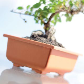 Doniczka do uprawy drzewka bonsai Dbon - 20 x 14 cm - terakota - Prosperplast