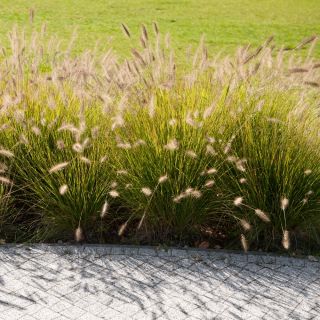 Trawy ozdobne - mieszanka - 400 nasion