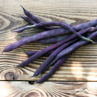 Fasola szparagowa, karłowa - Purple Teepee - 100 nasion