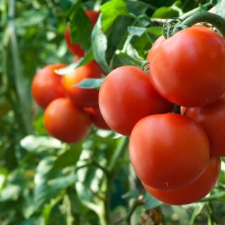 Pomidor Krakus - 320 nasion