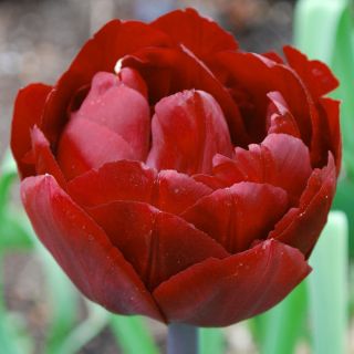 Tulipan pełny Uncle Tom - opak. 5 cebulek