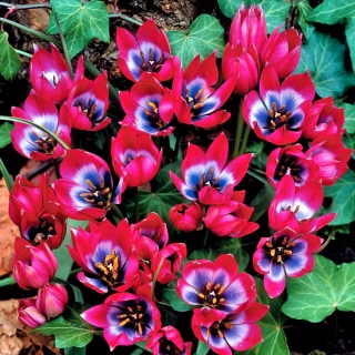 Tulipan Little Beauty - opak. 5 szt.