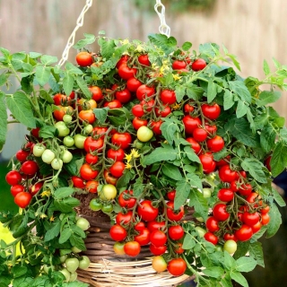 Pomidor Bajaja - niski, balkonowy, typ cherry, o przewieszających się pędach