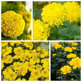 Aksamitki - zestaw Yellow Beauty - 4 odmiany nasion kwiatów