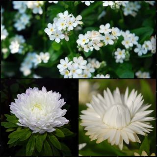 Bianco - zestaw 3 odmian nasion kwiatów