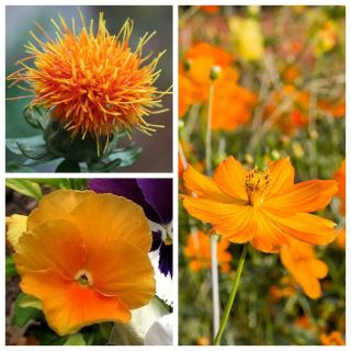 Juicy Orange - zestaw 3 odmian nasion kwiatów