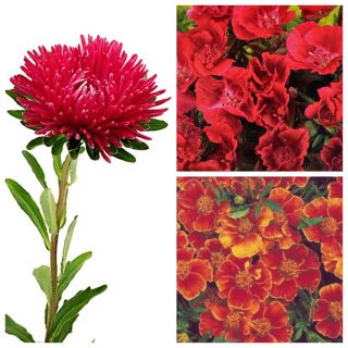 Karmazynowy Poemat - zestaw 3 odmian nasion kwiatów