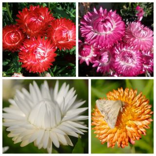 Kocanka - zestaw 4 odmian nasion kwiatów