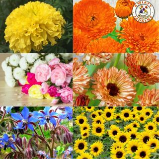 Kwiaty jadalne - zestaw 6 odmian nasion kwiatów