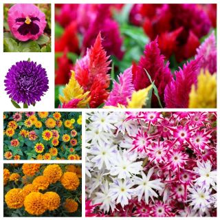 Lawina Kolorów - zestaw 6 odmian nasion kwiatów