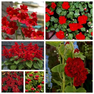 Red Dragon - zestaw 6 odmian nasion kwiatów