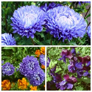 Royal Blue - zestaw 3 odmian nasion kwiatów